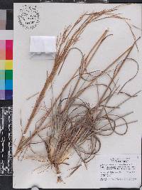 Andropogon virginicus var. glaucus image