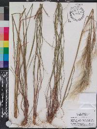 Andropogon virginicus var. virginicus image