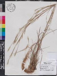 Andropogon virginicus var. virginicus image