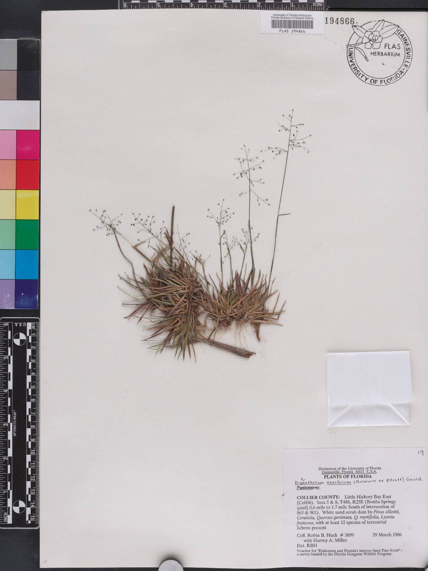 Dichanthelium chamaelonche image
