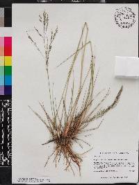 Eragrostis atrovirens image