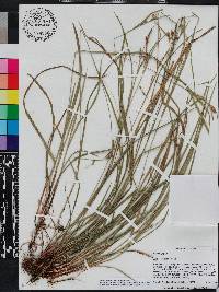 Carex corrugata image