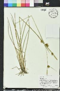 Carex turgescens image