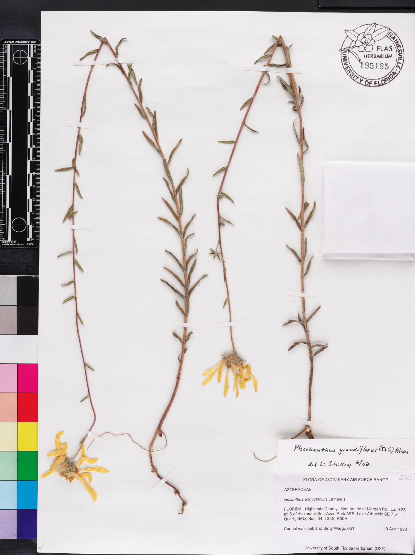 Phoebanthus grandiflorus image