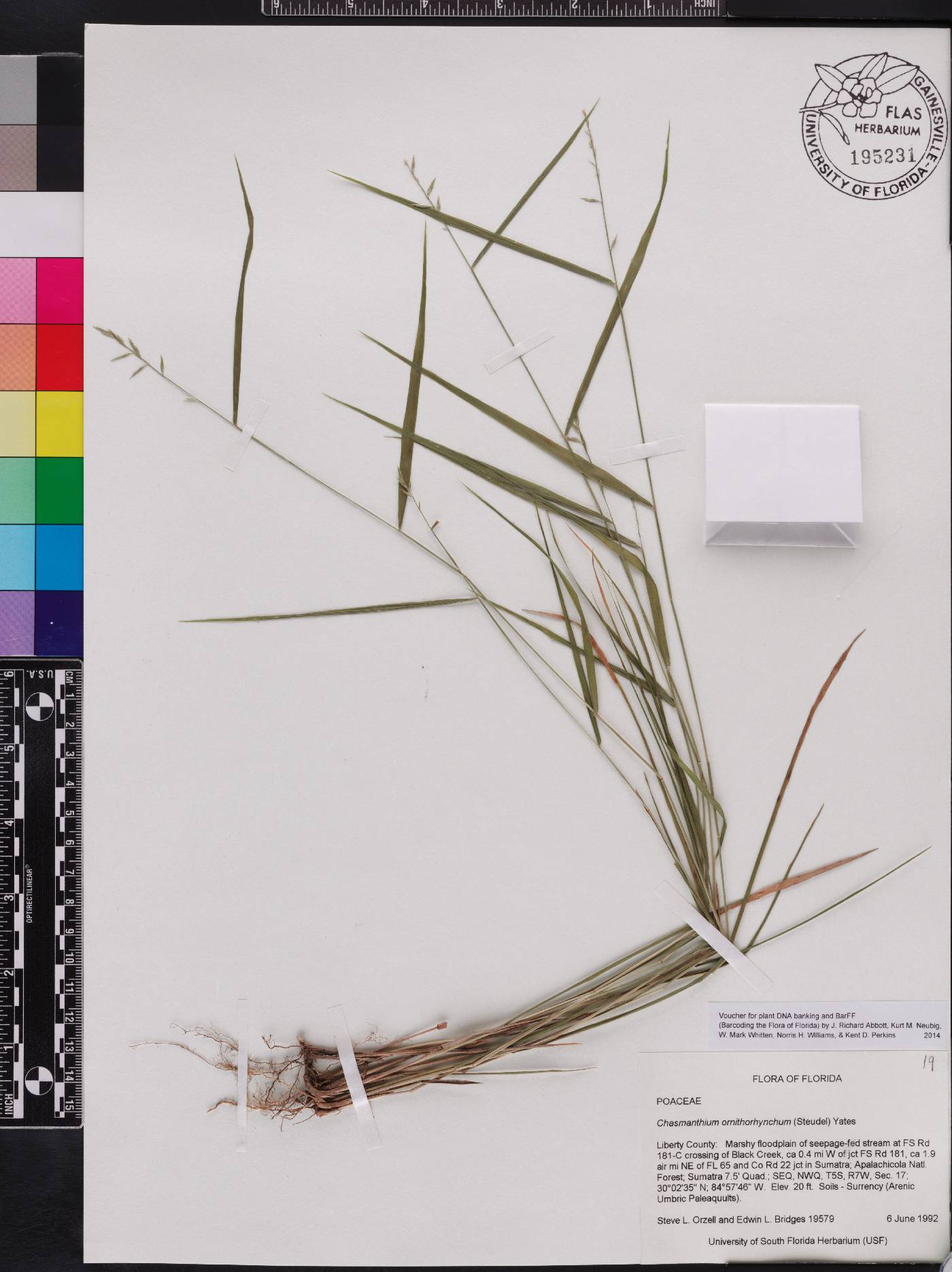 Chasmanthium ornithorhynchum image