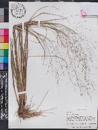 Eragrostis elliottii image