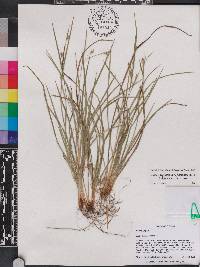 Carex digitalis var. floridana image
