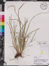 Carex digitalis var. floridana image