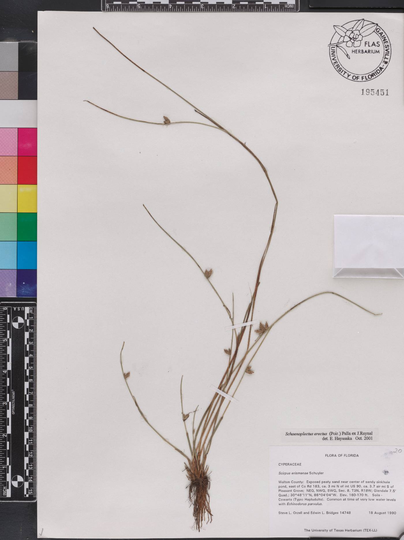 Schoenoplectus erectus image