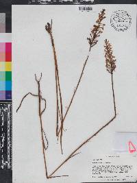 Platanthera nivea image