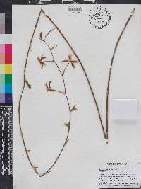 Oncidium altissimum image