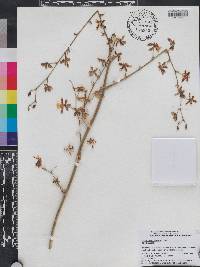 Oncidium pictum image