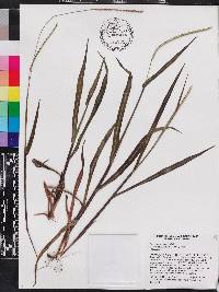 Paspalum setaceum var. ciliatifolium image