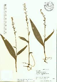 Platanthera flava image