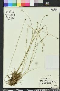 Lachnocaulon anceps image