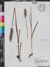 Platanthera nivea image