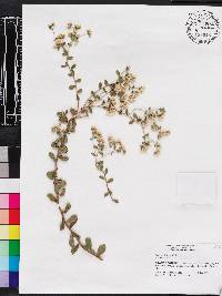 Sericocarpus tortifolius image