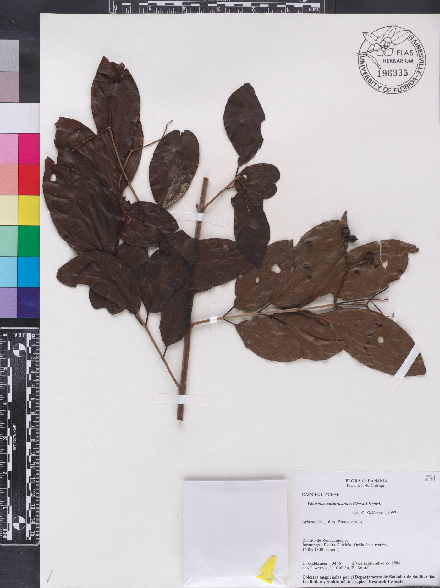 Viburnum costaricanum image