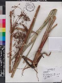 Cladium jamaicense image