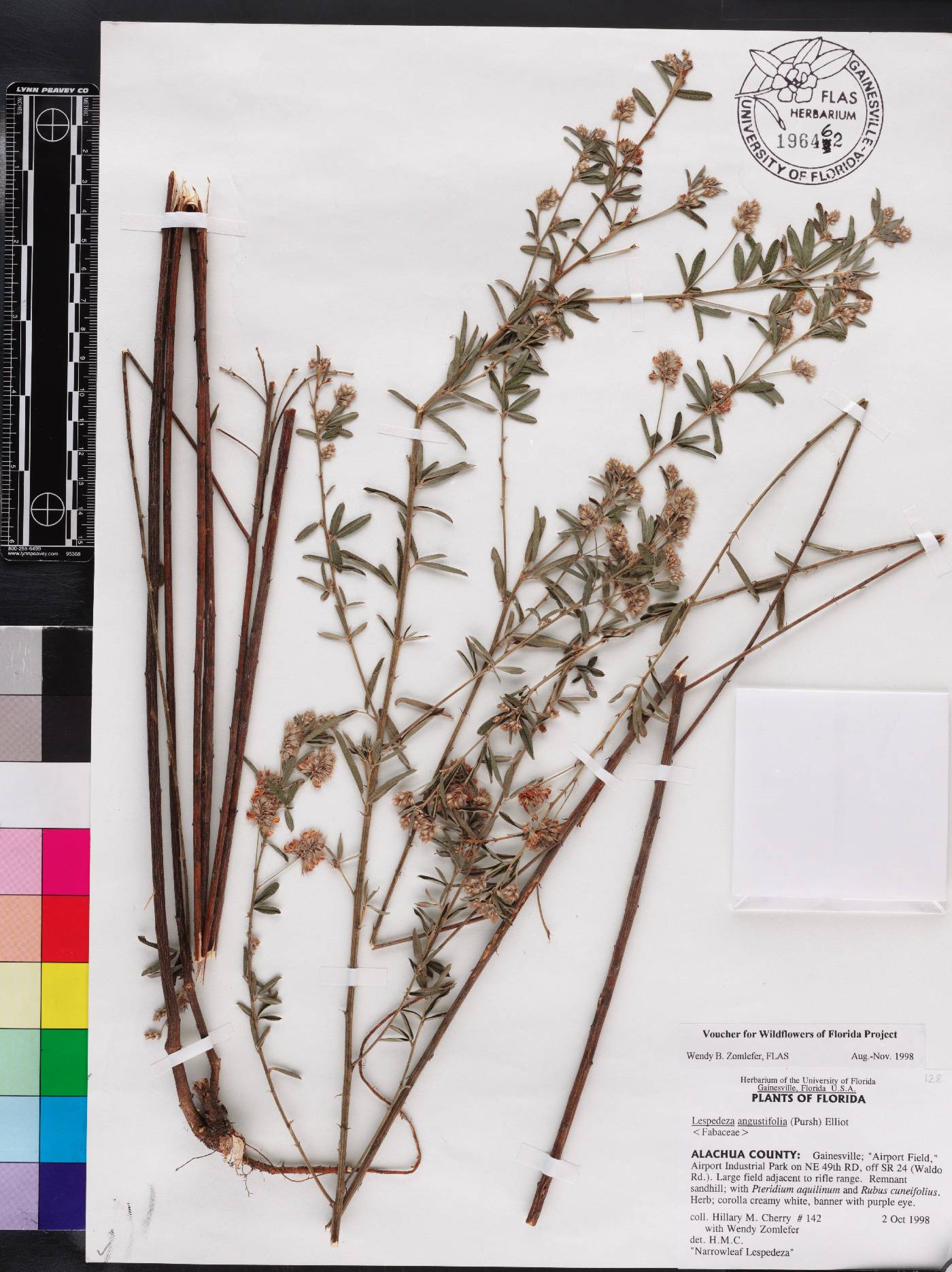 Lespedeza angustifolia image