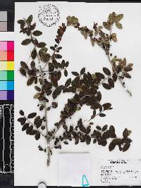 Ilex vomitoria image