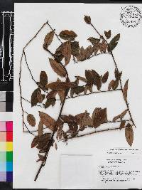 Berchemia scandens image