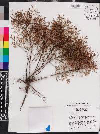 Lechea sessiliflora image