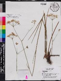 Tiedemannia filiformis subsp. filiformis image