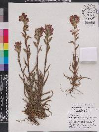 Castilleja indivisa image