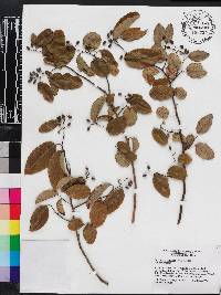 Berchemia scandens image