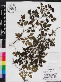 Nekemias arborea image