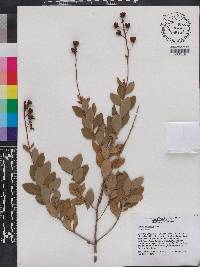 Bejaria racemosa image