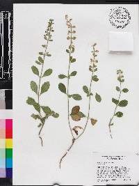 Scutellaria arenicola image