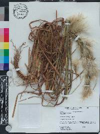 Andropogon glomeratus image