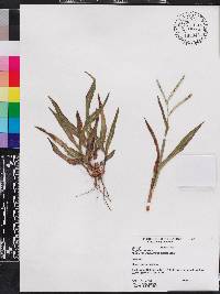 Paspalum setaceum var. ciliatifolium image