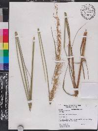 Sorghastrum secundum image