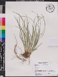 Carex bromoides image