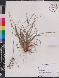 Cyperus nashii image