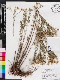 Sericocarpus tortifolius image
