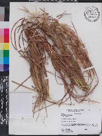 Andropogon virginicus var. glaucus image