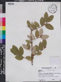 Elaeagnus pungens image