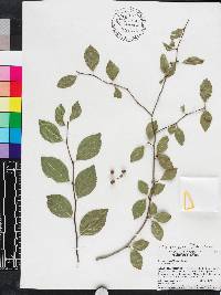 Ilex ambigua image