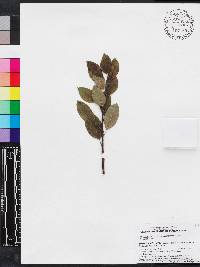 Ilex mucronata image