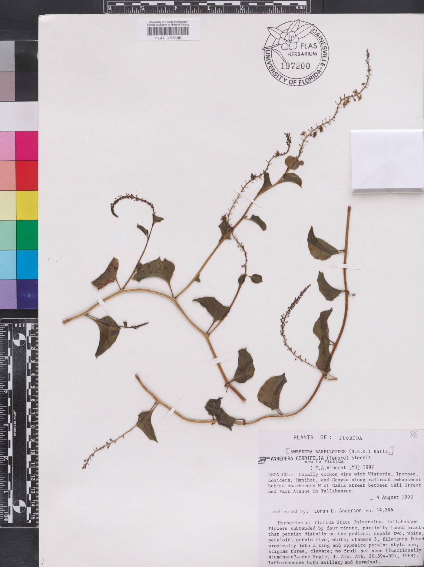 Anredera cordifolia image