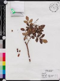 Rhus virens image