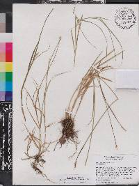 Carex longii image