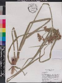 Cyperus virens image