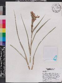 Scirpus lineatus image