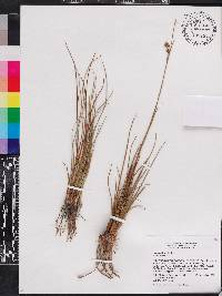 Juncus scirpoides image