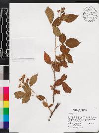 Rubus argutus image